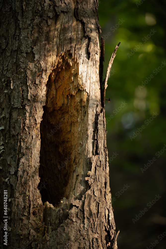 Obraz premium bark of a tree