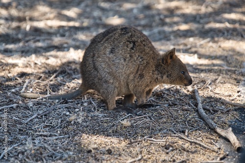 Super adorable small kangaroo called quokka. Setonix brachyurus in between branches. Cute quokka looking for food on the ground. Nice and curious small kangaroo on the ground. Rottnest island animals.
