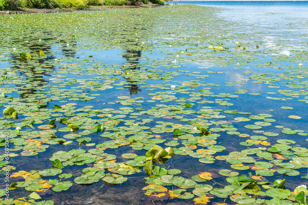Lake Washington Lily Pads 3 Lake Washington Lily Pads 3