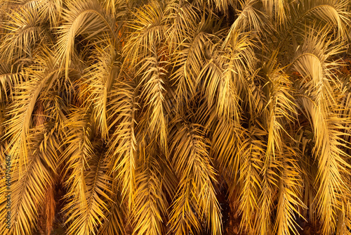 Fondo cubierto por hojas de palmera frondosas y llamativas photo