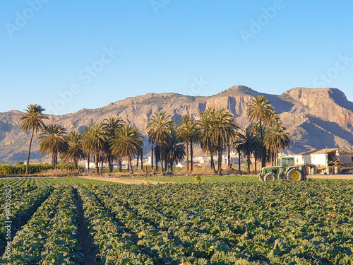 Vega Baja del Segura - Huerta en el entorno de Orihuela y sus pedanías photo