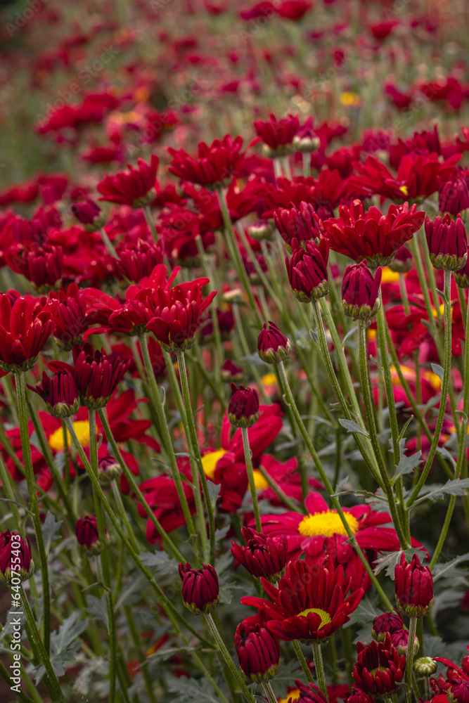 Flores com folhas vermelhas na cidade de Holambra, Estado de São Paulo, Brasil