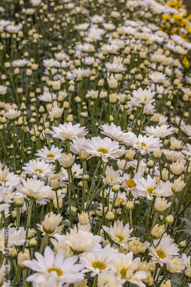 Flores com folhas brancas na cidade de Holambra, Estado de São Paulo, Brasil Flores com folhas brancas na cidade de Holambra, Estado de São Paulo, Brasil