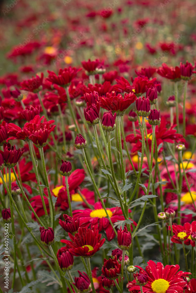 Flores com folhas vermelhas na cidade de Holambra, Estado de São Paulo, Brasil Flores com folhas vermelhas na cidade de Holambra, Estado de São Paulo, Brasil