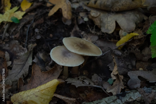 mushrooms in the forest