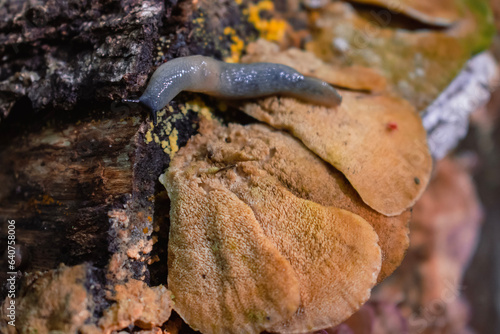 snail on a leaf