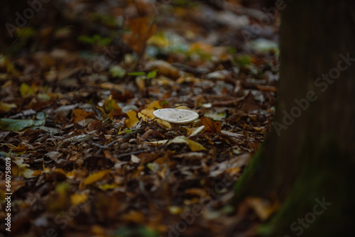 autumn leaves in the forest