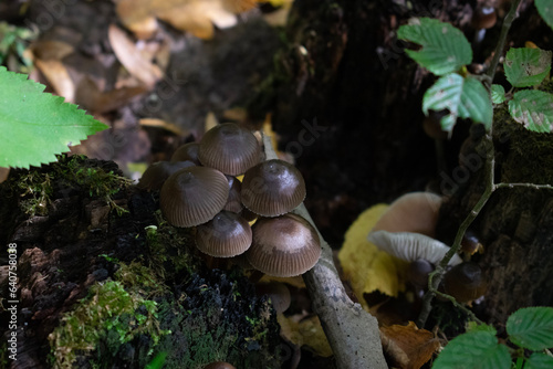 mushrooms on a tree