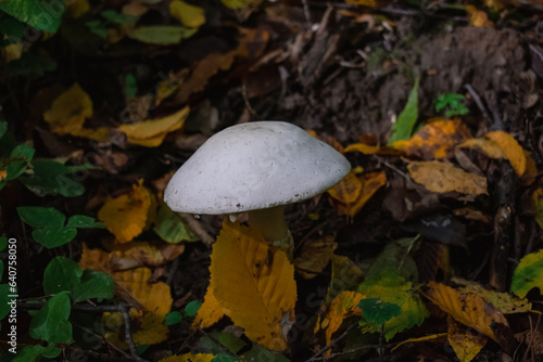 mushrooms in the forest