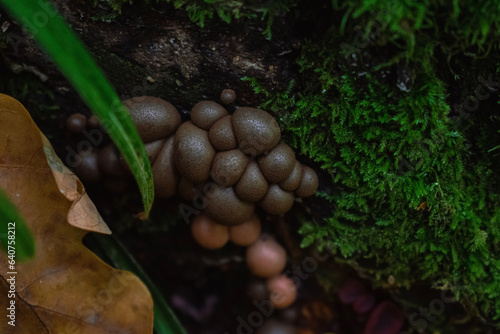 green moss on the stump