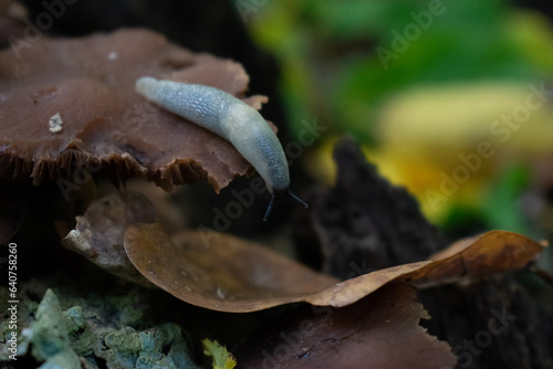 mushroom on the tree