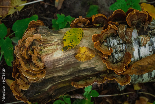bark of a tree
