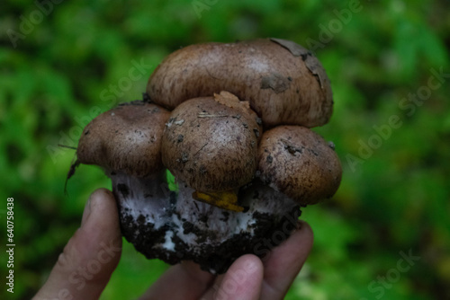 boletus edulis mushroom