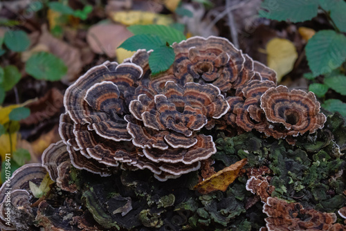mushrooms on a tree
