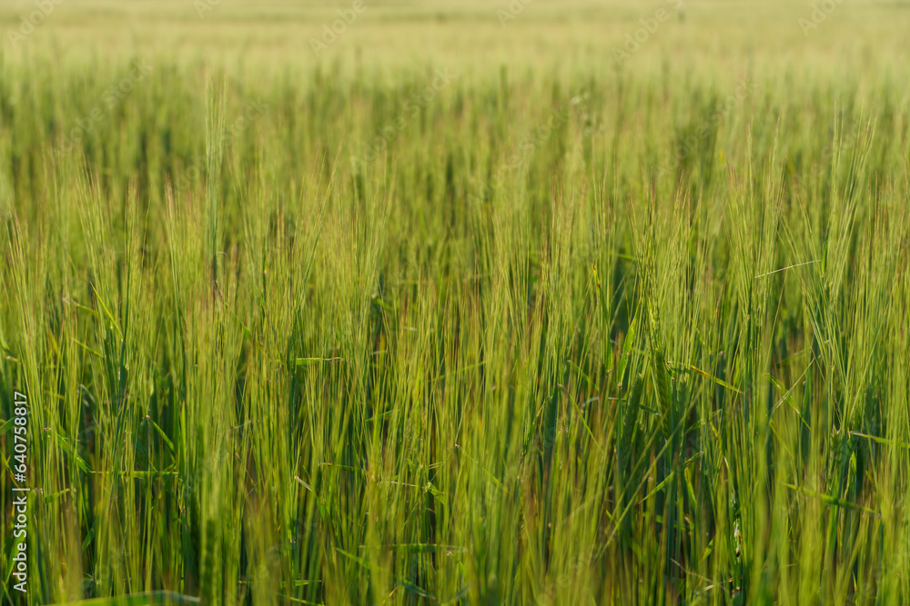 A picturesque landscape on a beautiful wheat field with young green wheat in the rays of sunlight. Close-up of wheat seedlings growing in caring and ecological conditions. Agribusiness and industry A picturesque landscape on a beautiful wheat field with young green wheat in the rays of sunlight. Close-up of wheat seedlings growing in caring and ecological conditions. Agribusiness and industry