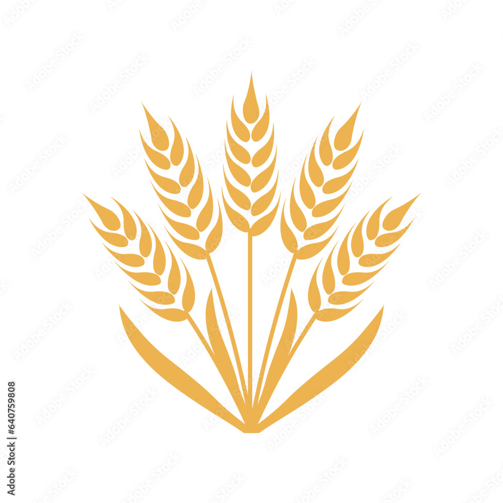 Wheat or rye ears with grains. Bunch barley stalks. Vector illustration