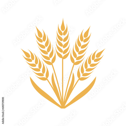 Obraz na płótnie Wheat or rye ears with grains. Bunch barley stalks. Vector illustration w salonie