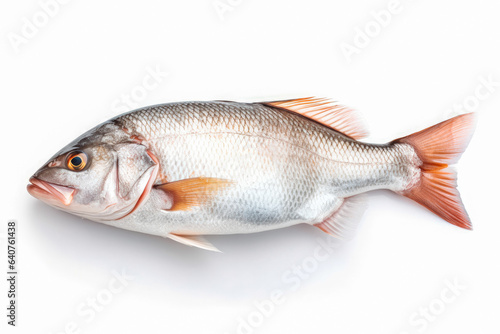 fresh fish meat on white plain background. Isolated on solid background.