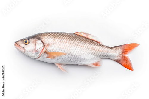 fresh fish meat on white plain background. Isolated on solid background.