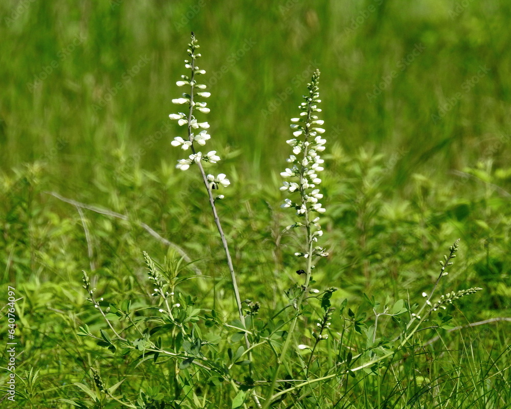 Baptisia lactea (White Wild Indigo) Native North American Prairie Wildflower Baptisia lactea (White Wild Indigo) Native North American Prairie Wildflower