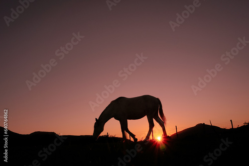 horse silhouette in the countryside and beautiful sunset background © Ismael