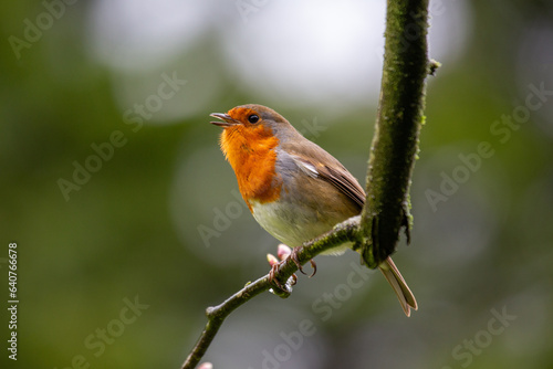 Robin Red Breast (Erithacus rubecula) in Dublin, Ireland © fluffandshutter