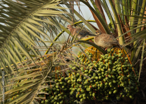 Grey francolin perched on Date palm with fruits at Hamala, Bahrain photo