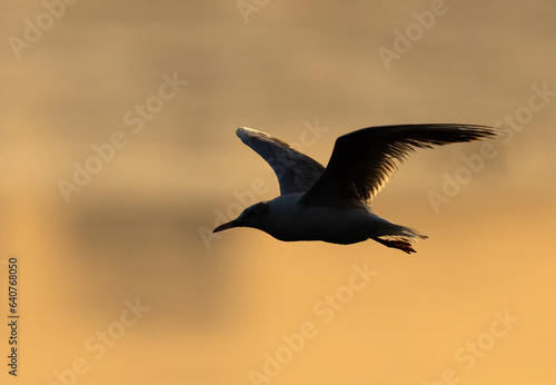 Backlit image of Black-headed gull flying at Tubli bay  Bahrain