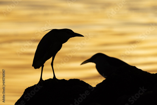 Silhouette of a pair of Black-crowned Night heron at Tubli bay, Bahrain