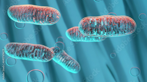 Fotografi The cellular organ, mitochondrion, is the energy production center of the animal organism