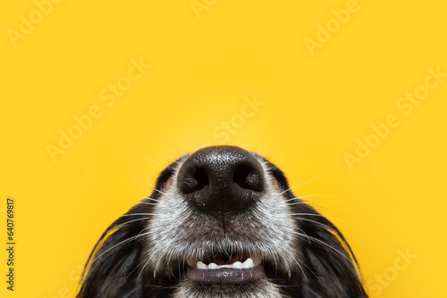 Funny close-up puppy dog nose and mouth. Isolated on yellow background