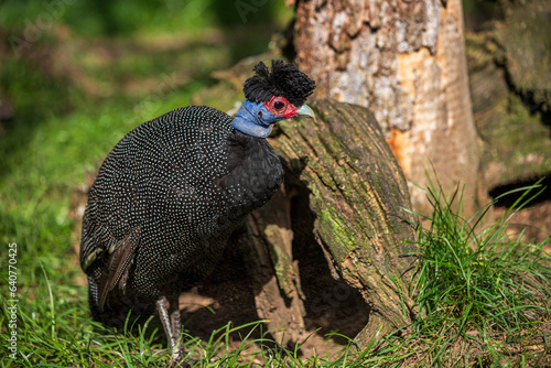 Crested guineafowl  beautiful plumage exotic bird