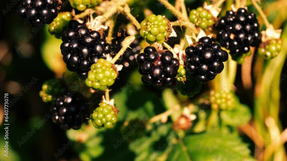 Wild blackberries ripening on bush close up Wild blackberries ripening on bush close up