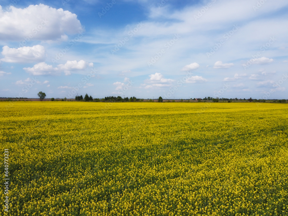 Picturesque rapeseed field under the blue sky. Farmland covered with flowering rapeseed, aerial view. Picturesque rapeseed field under the blue sky. Farmland covered with flowering rapeseed, aerial view.