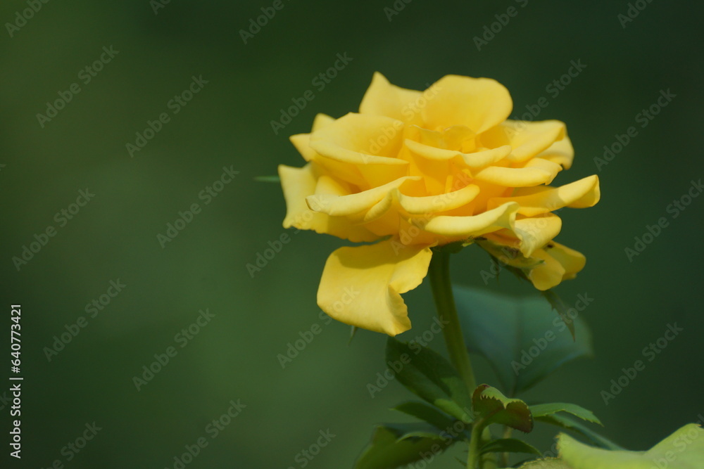 yellow flower yellow flower