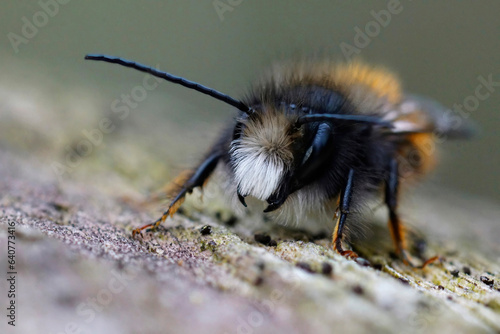 Frontal closeup on a black and orange fluffy male, European orchard mason solitary bee, Osmia cornuta