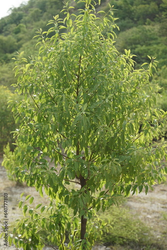 Sandalwood Tree , close up view, forest aromatic wood tree