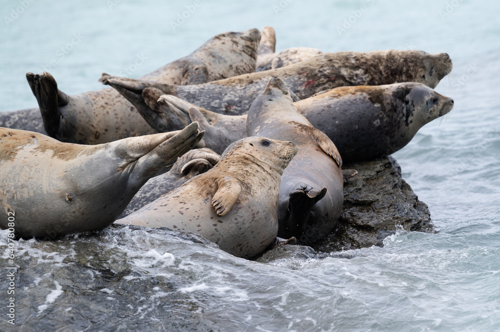 Fototapeta premium Eine Gruppe von Seals 