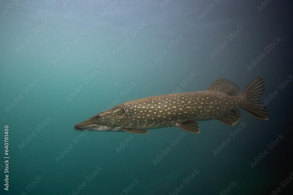 Northern pike near the surface. Pike during day dive. Main predator in the lake. Northern pike near the surface. Pike during day dive. Main predator in the lake.