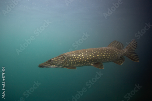 Northern pike near the surface. Pike during day dive. Main predator in the lake. 