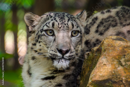 Portrait of a snow panther or snow leopard