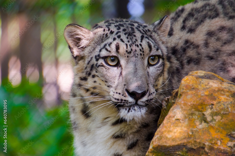 Portrait of a snow panther or snow leopard Portrait of a snow panther or snow leopard
