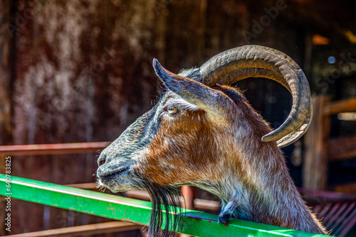 Goat farm in the popular nature resort of Zasavica, near Sremska Mitrovica, Serbia photo