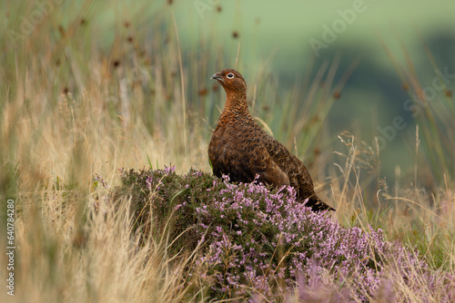 Red Grouse, Scientific name: Lagopus Lagopus. An alert male Red Grouse with red eyebrow, facing left  and resting on colourful purple heather on the North Yorkshire Moors in Summer.   Space for copy. photo