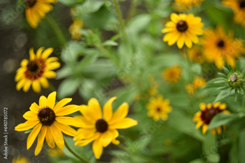 Rudbeckia laciniata. Yellow-red flowers on a green bush. Summer garden.