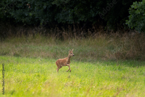 Roe deer during rutting season. Deer on the meadow. European nature during summer season. Doe of roe deer on the field. 