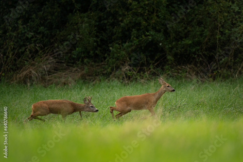 Roe deer during rutting season. Deer on the meadow. European nature during summer season. Roe deer is following the doe.