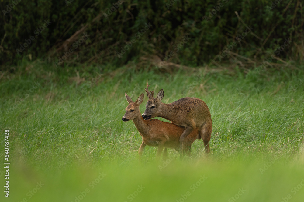 Obraz premium Roe deer during rutting season. Deer on the meadow. European nature during summer season. Roe deer is mating with the doe.