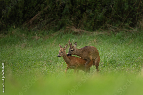 Roe deer during rutting season. Deer on the meadow. European nature during summer season. Roe deer is mating with the doe.