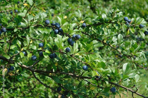 Close up of fruits of Prunus spinosa, called blackthorn or sloe on bush. It is edible, medicinal plant
